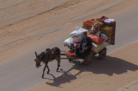 CAIRO, EGYPT - MAY 23, 2017: cart with man, vegetables and fruits drawn by donkeyのeditorial素材