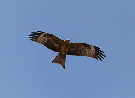 black kite flying in a blue sky