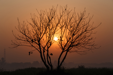 view on sunrise through branches of tree in Delhi, Indiaの写真素材