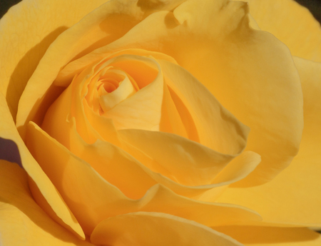 close up of yellow rose flowerの写真素材