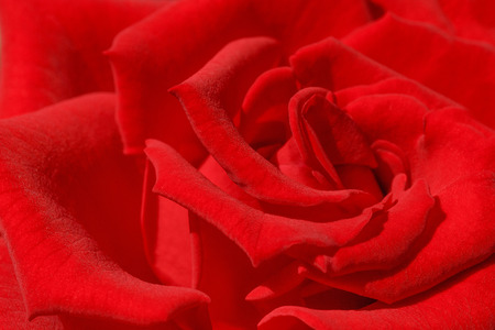 close up of red rose flowerの写真素材