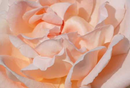close up of pink rose flowerの写真素材