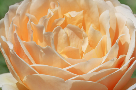 close up of cream color rose flower in gardenの写真素材