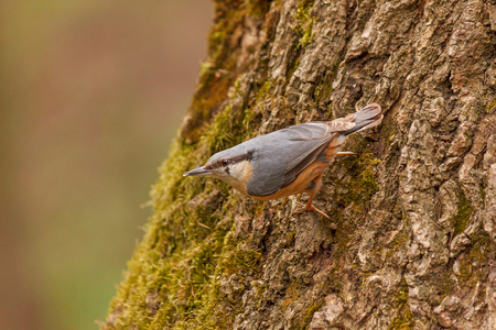Eurasian nuthatch sitting on trunk of tree in forestの写真素材