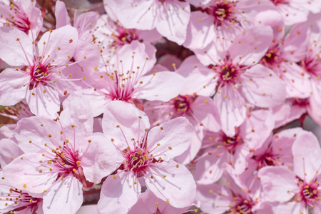 close up of beautifull cherry tree blossoming at springの写真素材