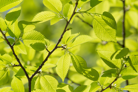 close up of green foliage on tree at springの写真素材