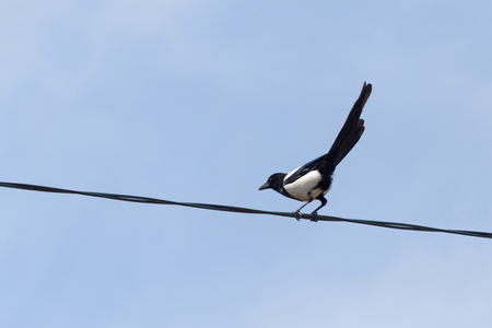 curious magpie sitting on electric cable against blue skyの写真素材
