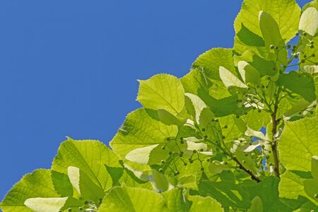 green linden tree leaves against blue skyの写真素材