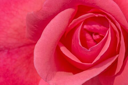 close up of pink rose flowerの写真素材