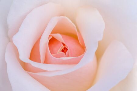 close up of light pink rose flowerの写真素材