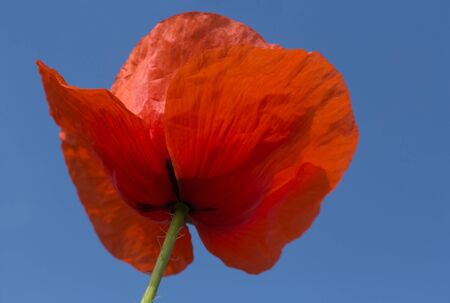 close up of red poppy flower against blue skyの写真素材
