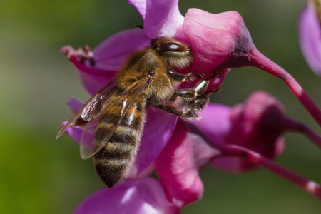 close up of bee gathering pollen on pink blossoming of Judas tree
