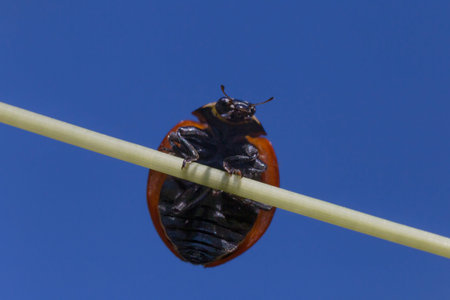 close up of ladybird hanging on stem against blue sky