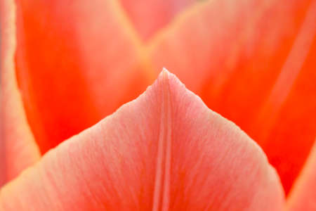 close up of red tulip petalsの写真素材