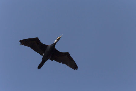 view on great cormorant flying in a blue sky with opened wings