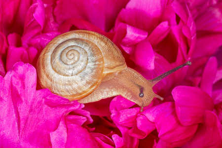 close up of snail sitting on purple peonyの写真素材
