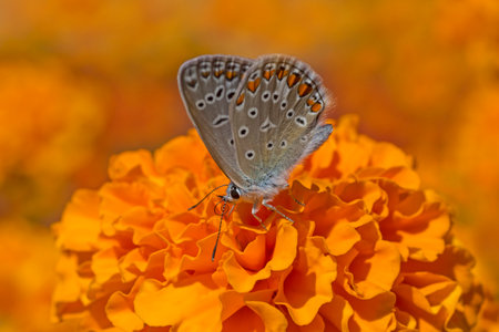 close up of lycaenidae butterfly sitting on marigold flower in gardenの写真素材