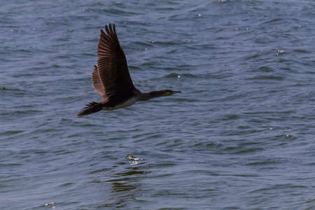 close up of great cormorant flying above seaの写真素材