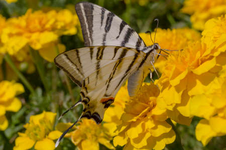 swallowtail butterfly sitting on yellow marigold flower in gardenの写真素材