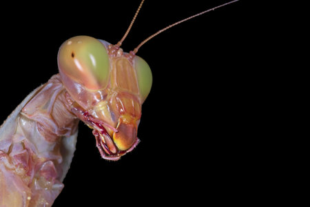 close up of head of praying mantis isolated on black