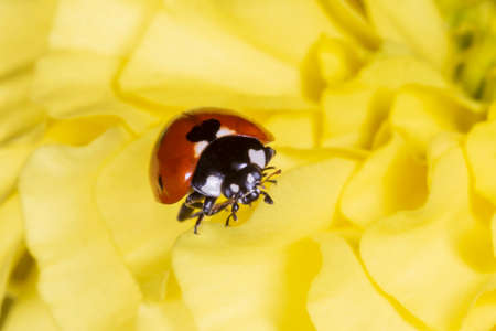 close up of ladybug sitting on petals of yellow marigold flowerの写真素材