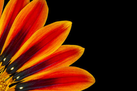 close up of gazania flower petals against black backgroundの写真素材