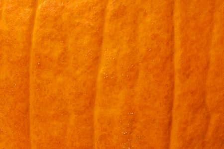 abstract halloween background: close up of orange peel of pumpkinの写真素材