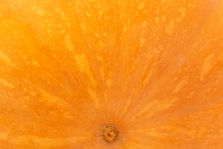 close up of bright orange bottom of ripe pumpkin backgroundの写真素材