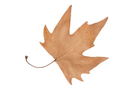 dry brown maple leaf isolated on white backgroundの写真素材