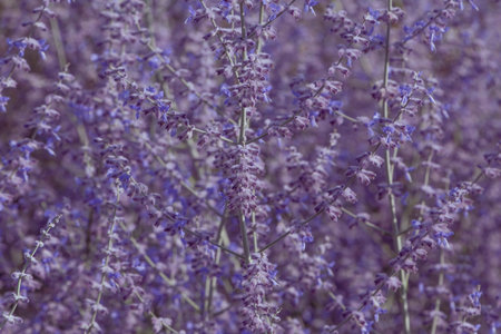 close up of lavender flowers in garden at summerの写真素材
