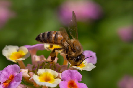 close up of bee gathering pollen on colorful blossoming in garden