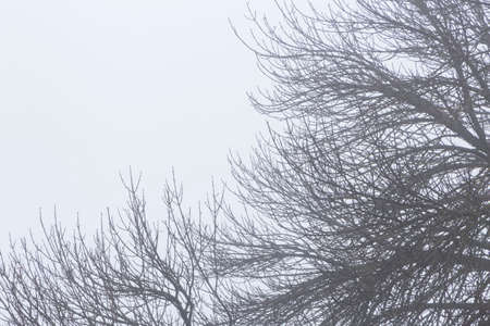 black branches of trees against white foggy sky at winterの写真素材
