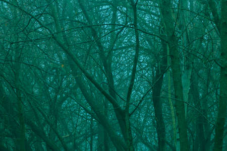 view on trunks and branches of trees in mysterious winter forestの写真素材