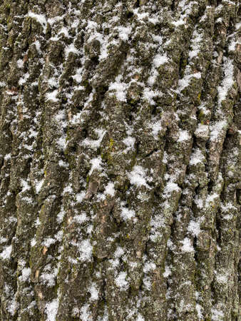 close up of snow on bark of tree at winterの写真素材