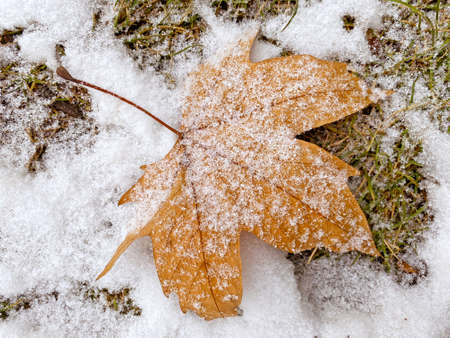 close up of dry maple leaf covered with snowの写真素材