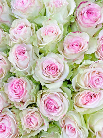 close up of bouquet of pink with green rosesの写真素材