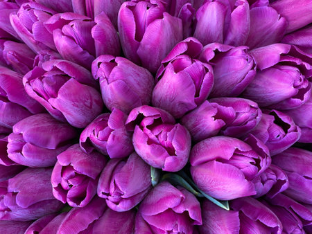 close up of bouquet of beautiful purple tulipsの写真素材