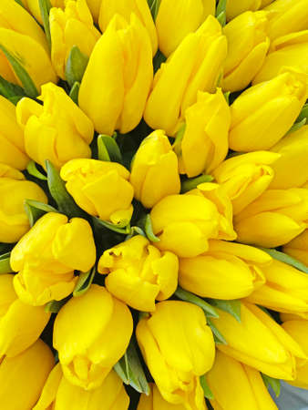 close up of big bouquet of yellow tulipsの写真素材