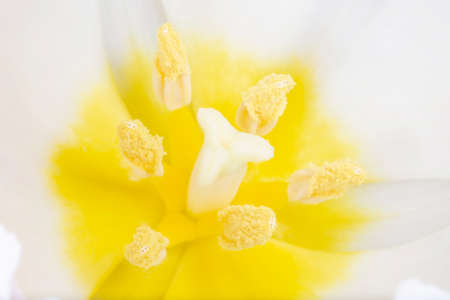 close up of white tulip insideの写真素材