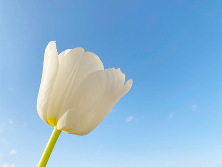 close up of white tulip flower against blue skyの写真素材