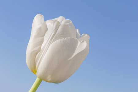 close up of white tulip against clear blue skyの写真素材