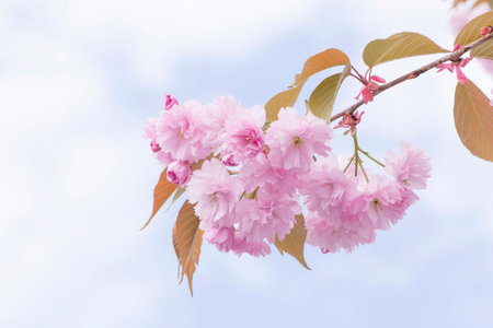 close up of pink japanese cherry tree blossom against cloudy sky