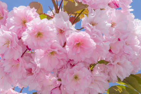 close up of branch of japanese cherry tree with pink blossom against blue skyの写真素材