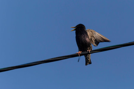 close up of starling singing on wire against blue skyの写真素材