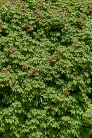 abstract natural background: green foliage of maple tree at springの写真素材