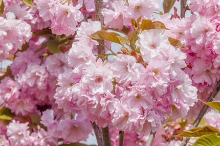close up of branches of pink japanese cherry tree blossoming at springの写真素材