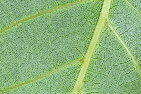 close up of back side of green leaf textureの写真素材