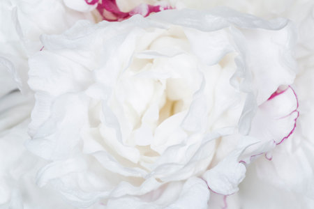 close up of white peony flowerの写真素材