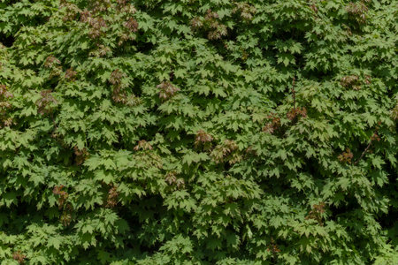 abstract natural background: green foliage of maple tree at spring