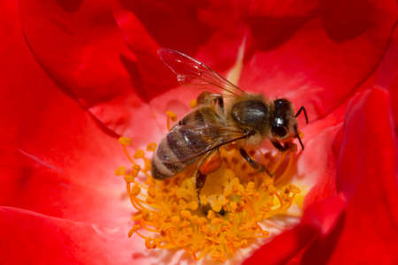 close up of bee collecting nectar inside red rose flowerの写真素材